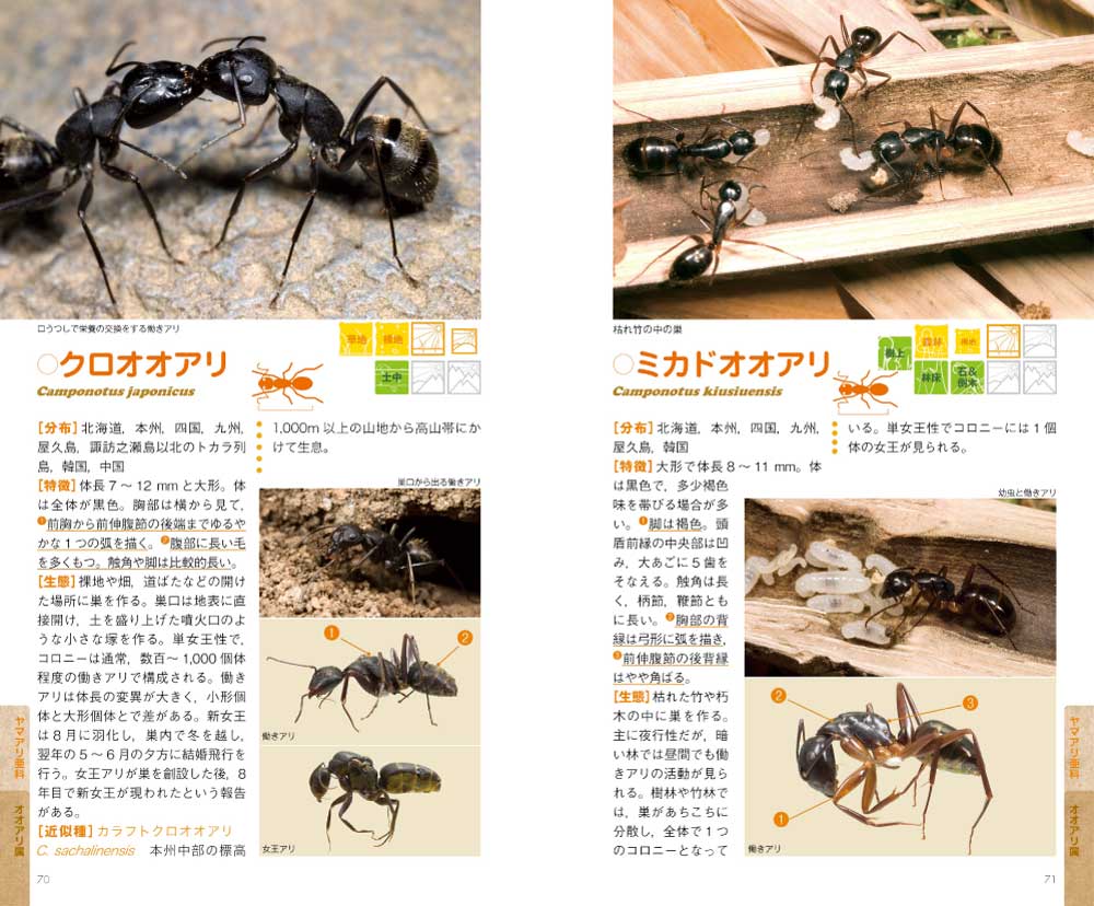 アリハンドブック