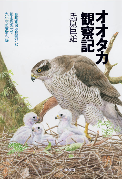 オオタカ観察記