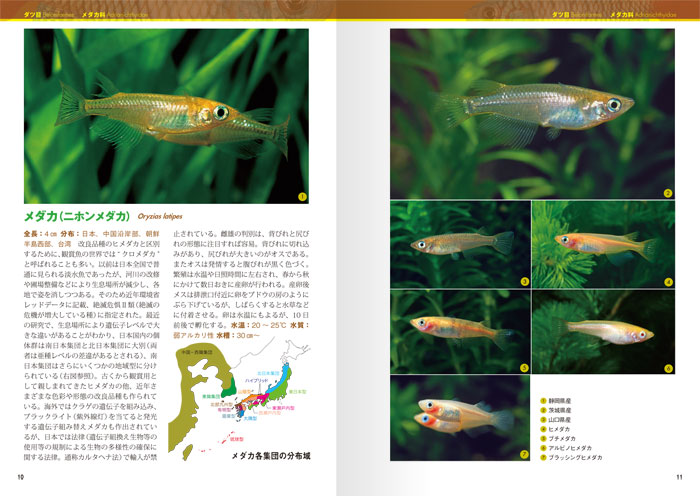 世界のメダカガイド