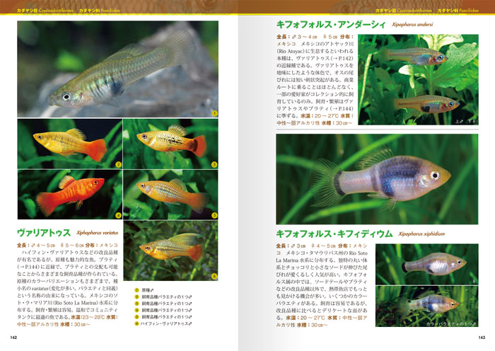 洋書　Atlas of KILLIFISHES（メダカ）　大型本 メダカ品種図鑑(Ⅱ) 改良メダカ352 中古本・書籍 | ブックオフ