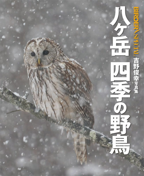 八ヶ岳 四季の野鳥
