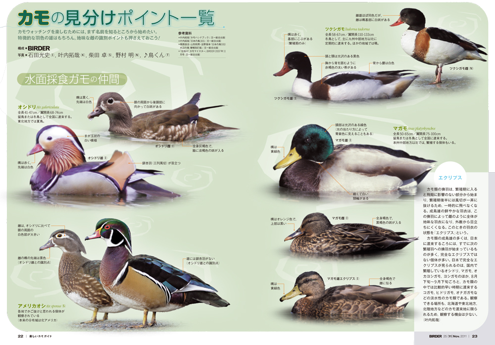 BIRDER