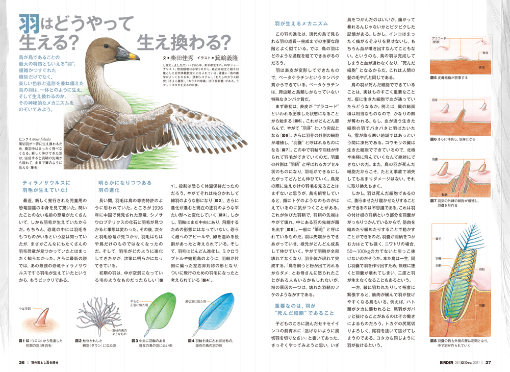 Birder Birder