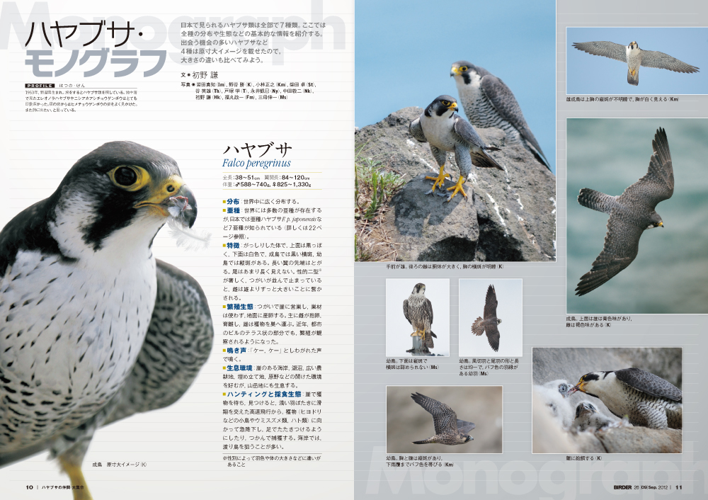 Birder