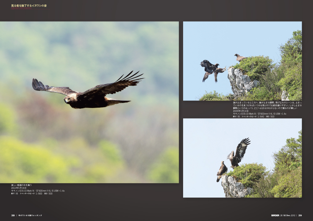 BIRDER