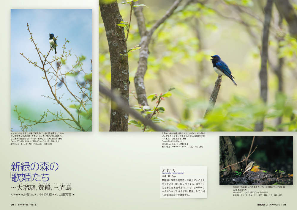 BIRDER