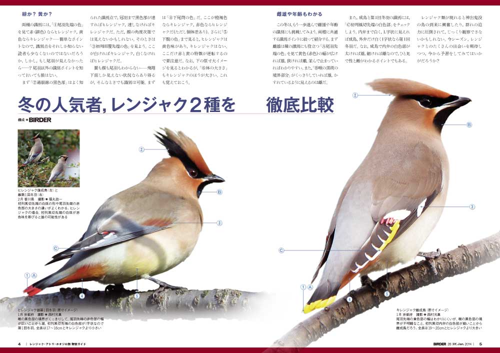 BIRDER (バ ーダ ー) 2006年02月号 BIRDER (バ ーダ ー) 2006年02月号（eisvogel.blog: 0200