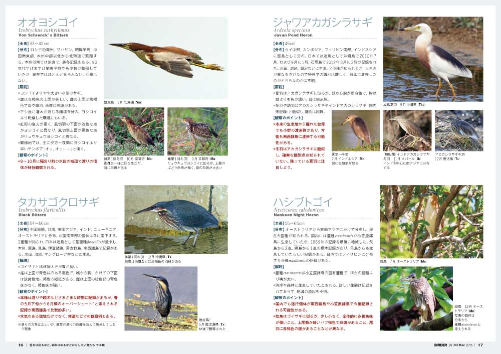 BIRDER 1996年5月号 サギ特集 バードウォッチング BIRDER