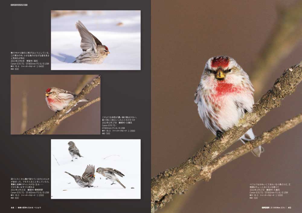 BIRDER