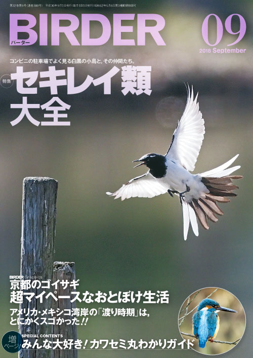 鳥 |本 | 通販 | Amazon