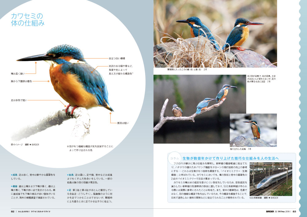 BIRDER