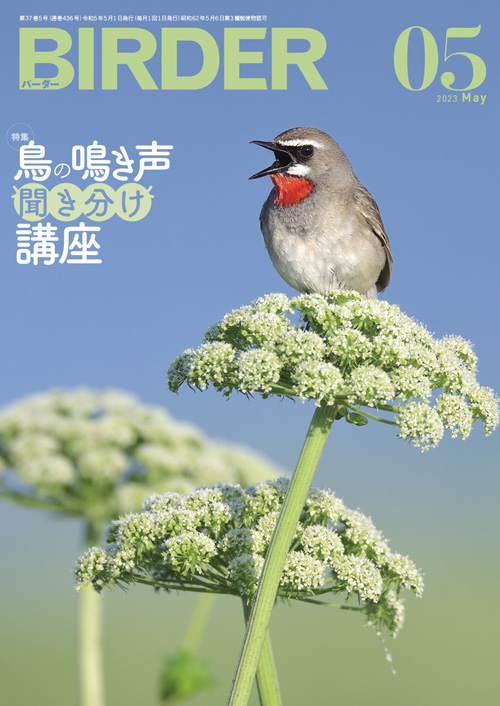 完成品 C07-034 Birder 12 December 2003 特集 渡り鳥の休息地 越冬地 の今 文一総合出版