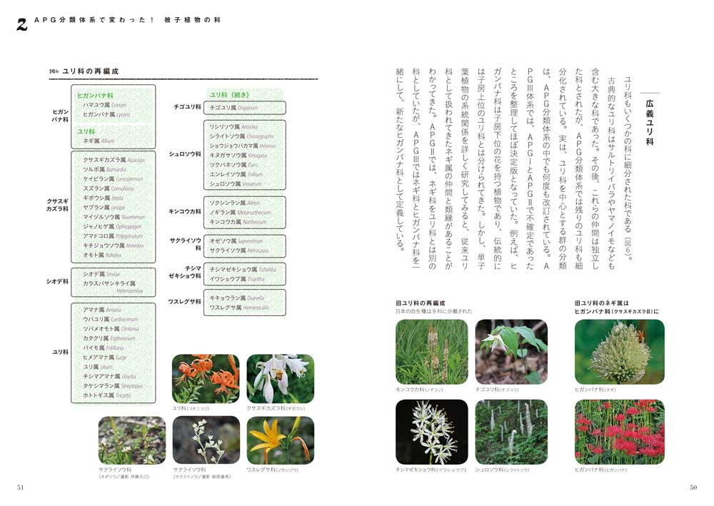 新しい植物分類体系