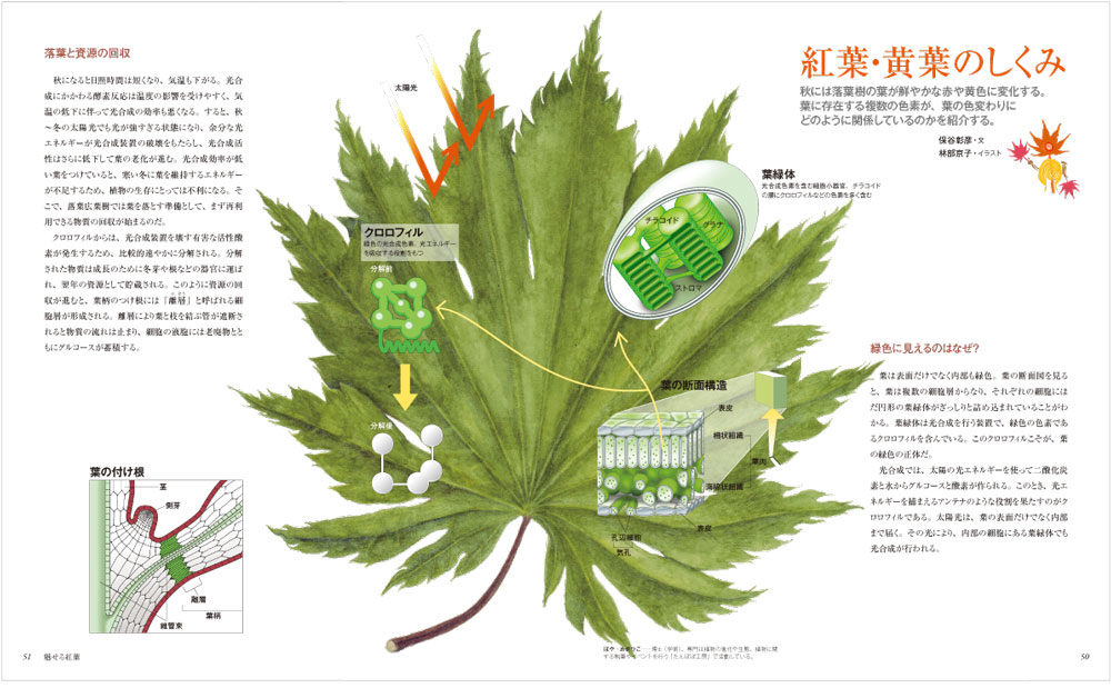 作者不詳/紅葉山樵画賛/紅葉狩り図/もみじがり図/掛軸/名家伝来/AD-189 紅葉狩り」の由来とは？歴史や起源、江戸時代のおすすめ紅葉