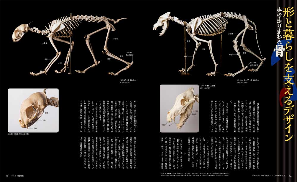 富田京一 ホネからわかる!動物ふしぎ大図鑑(全3巻) 富田京一 ホネからわかる!動物ふしぎ大図鑑(全3巻) 絵本・児童書