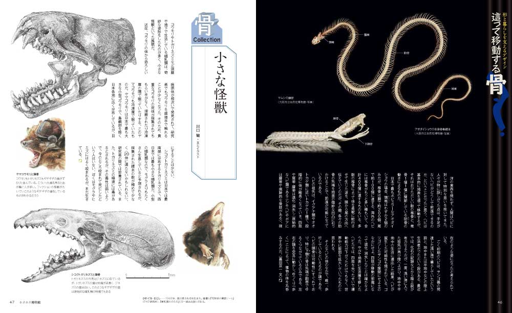 動物の骨格 約60cm 自然乾燥 【公式通販】
