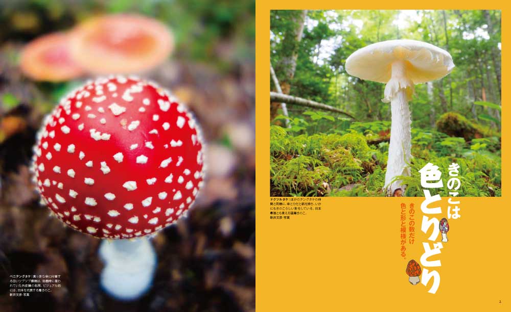 きのこの世界はなぞだらけ