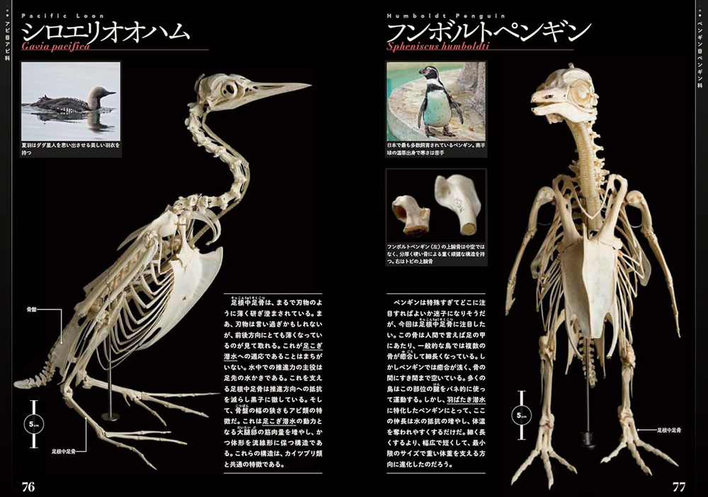 鳥の骨格標本図鑑