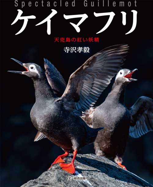 ケイマフリ Spectacled Guillemot