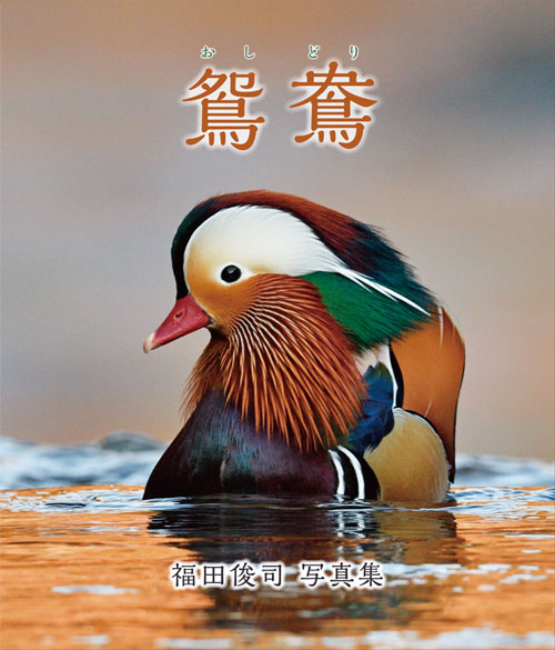 鴛鴦（おしどり）