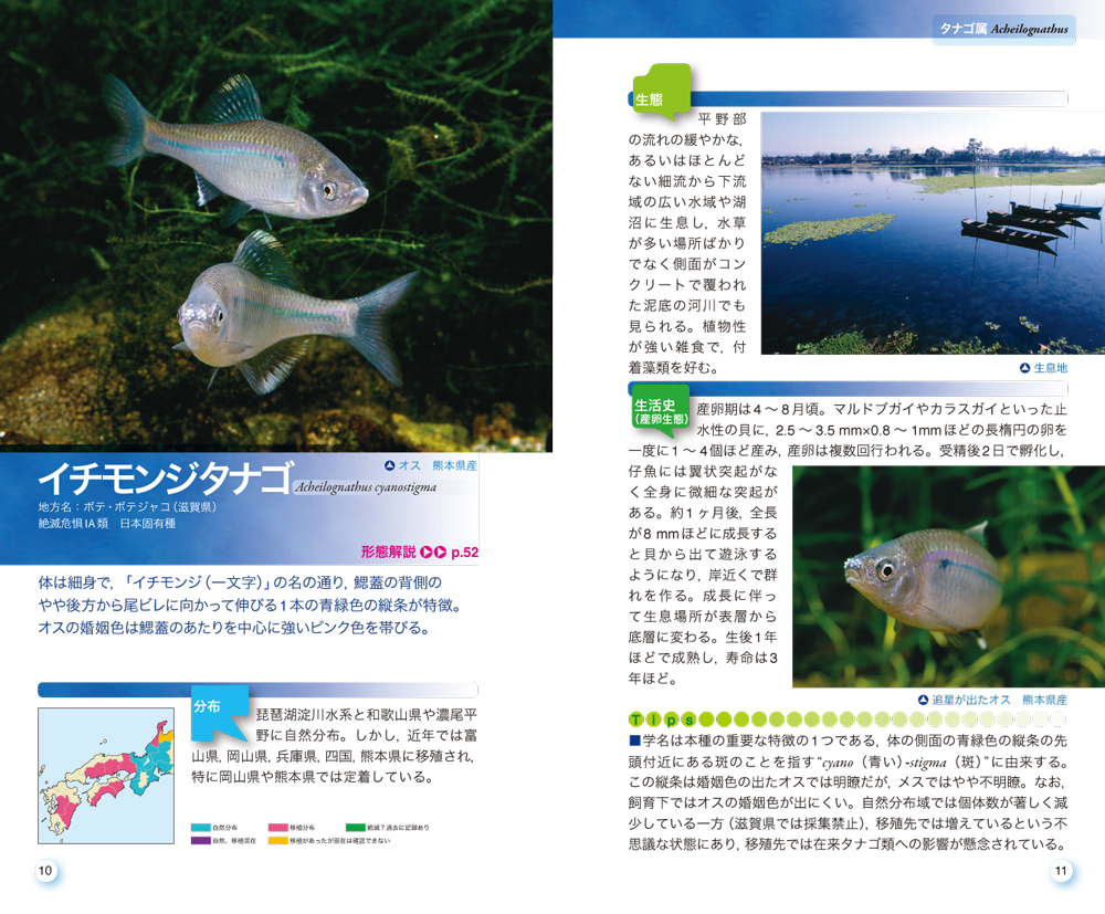 タナゴハンドブック タナゴハンドブック