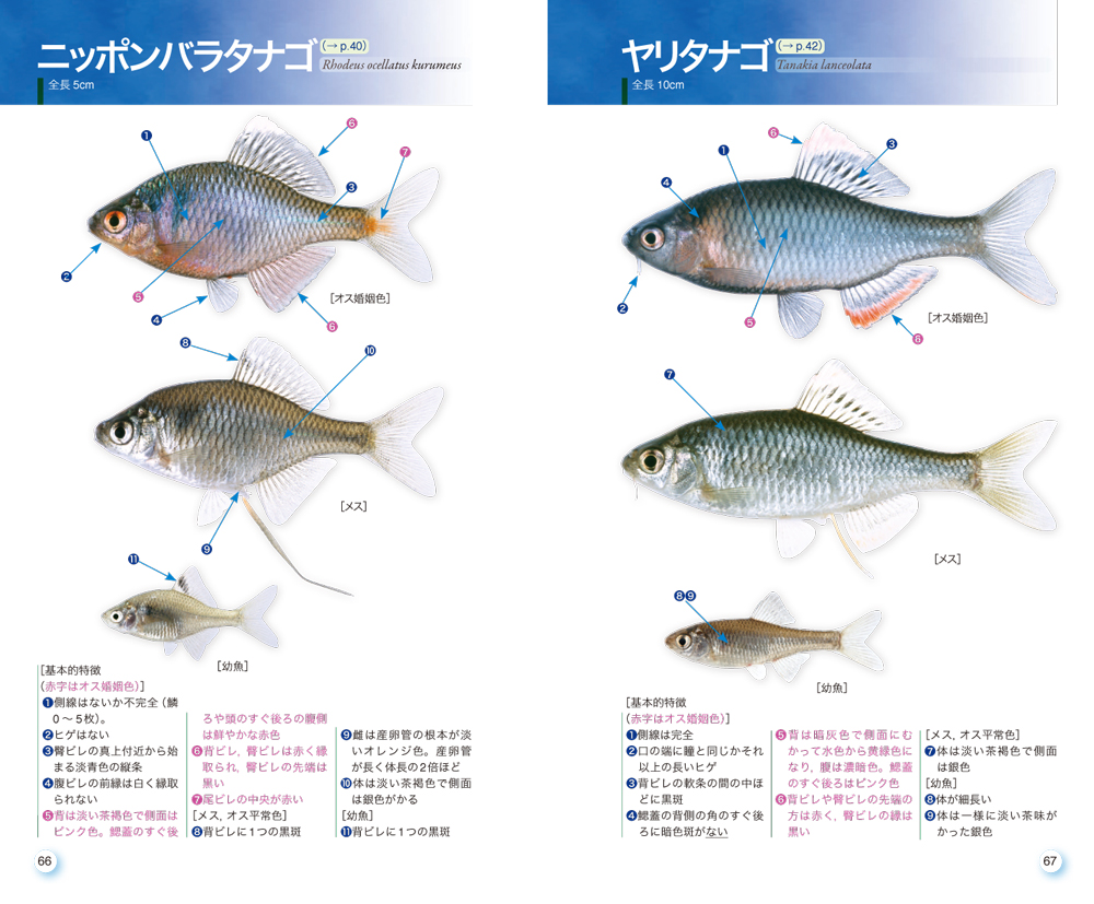 タナゴハンドブック