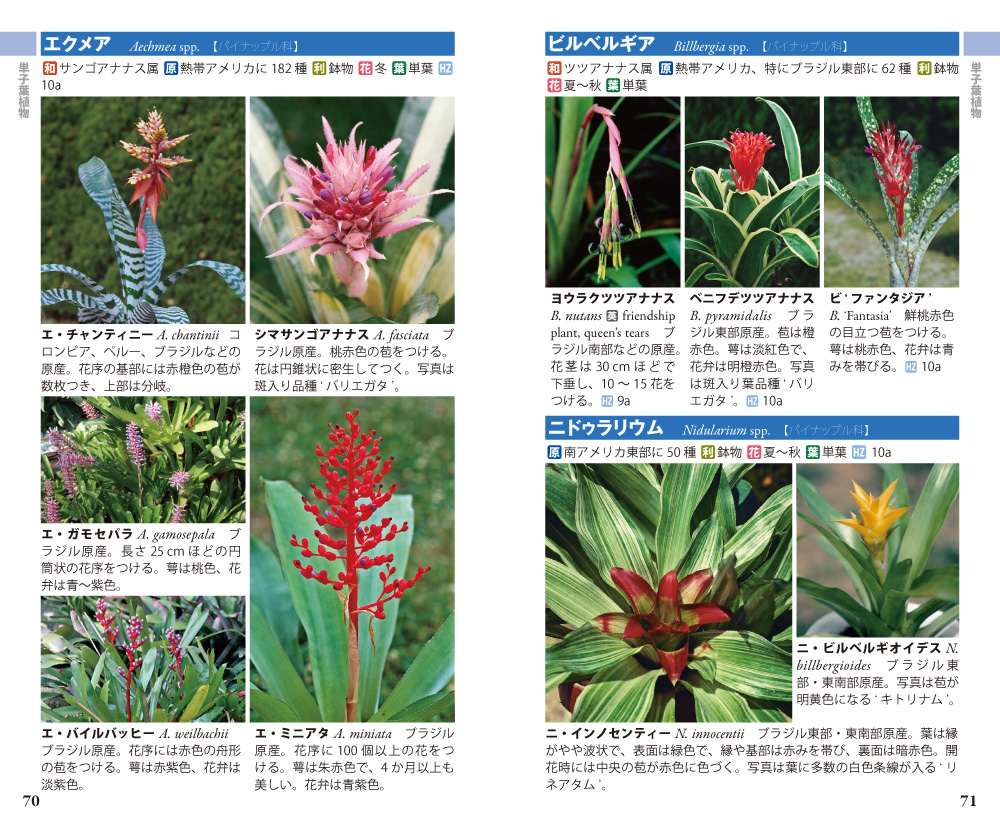 日本で見られる熱帯の花ハンドブック