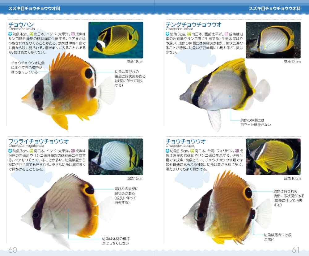 幼魚ハンドブック