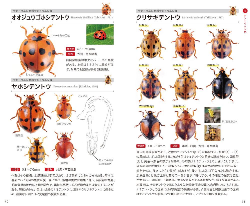 テントウムシハンドブック