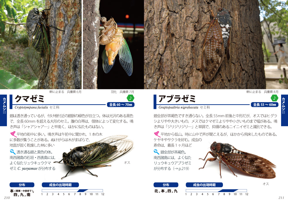 日本の昆虫1400