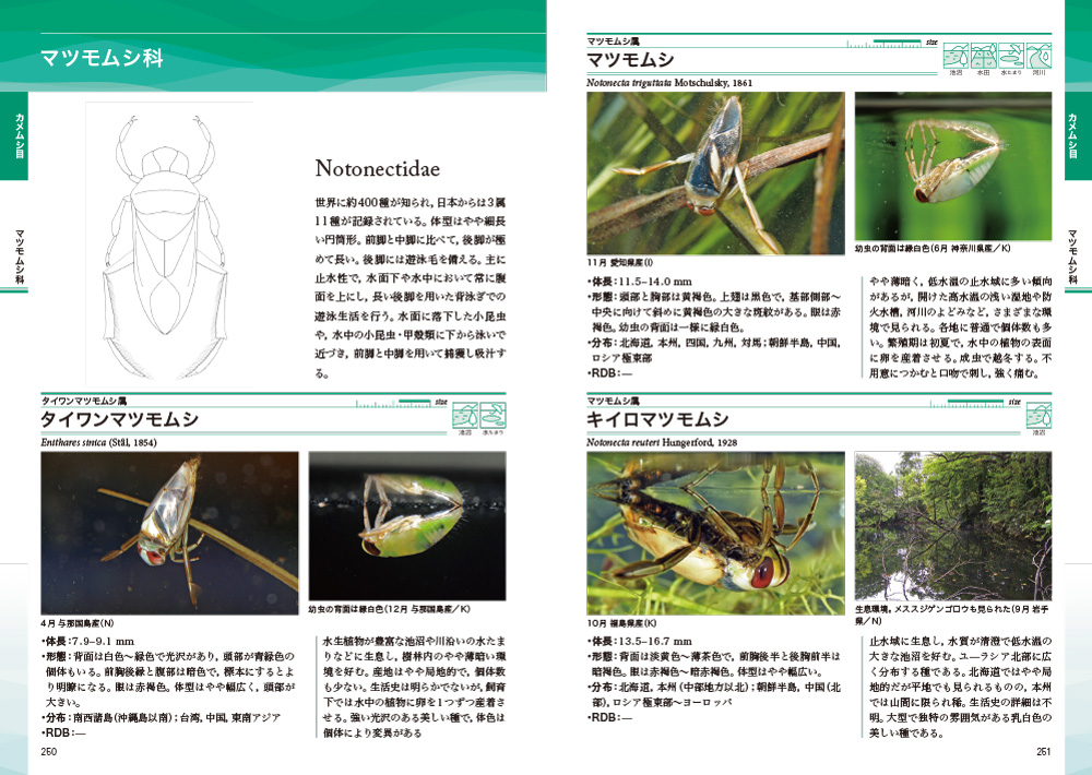 日本の水生昆虫