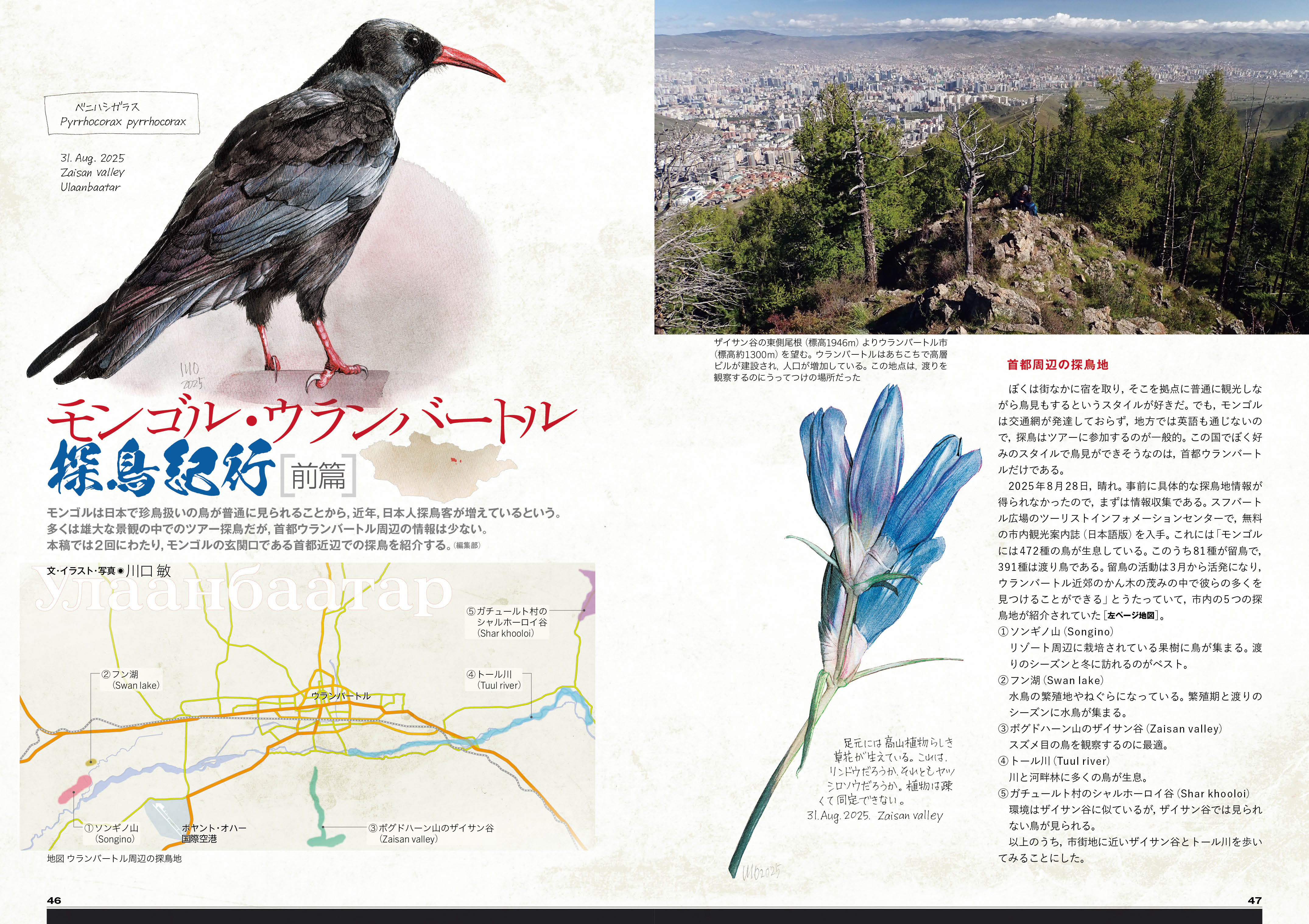 BIRDER